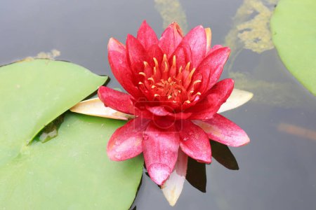 Téléchargez les photos : Le lotus fleuri est sur l'eau - en image libre de droit