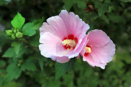 Foto de Las flores de hibisco florecientes están en el jardín - Imagen libre de derechos