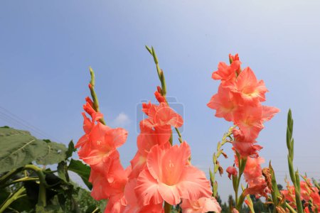 Photo for Beautiful flowers of gladiolus, North China - Royalty Free Image