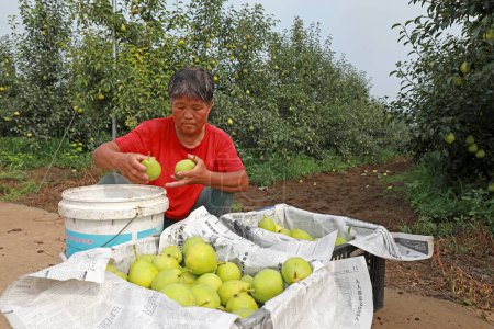 Photo for LUANNAN COUNTY, Hebei Province, China - August 3, 2020: farmers harvest pears in orchards. - Royalty Free Image
