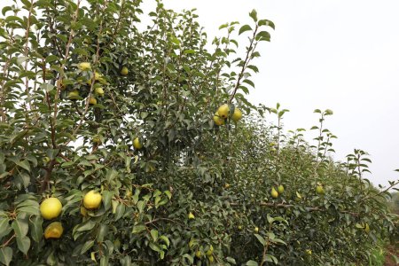 Photo for Pear trees full of fruit, North China - Royalty Free Image