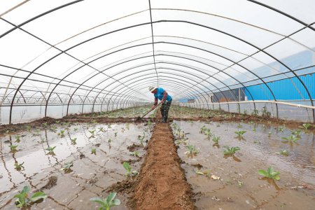 Téléchargez les photos : COMTÉ DE LUANNAN, province du Hebei, Chine - 3 août 2020 : Les agriculteurs irriguent les plants de légumes en serre - en image libre de droit