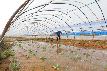 Foto de CONDADO DE LUANNAN, provincia de Hebei, China - 3 de agosto de 2020: Los agricultores irrigan plántulas vegetales en invernaderos - Imagen libre de derechos