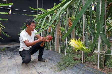Téléchargez les photos : COMTÉ DE LUANNAN, province du Hebei, Chine - 3 août 2020 : Les agriculteurs dans la gestion de Pitaya dans la serre - en image libre de droit