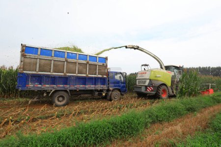 Téléchargez les photos : COMTÉ DE LUANNAN, Province du Hebei, Chine - 6 août 2020 : La moissonneuse récolte le maïs au champ - en image libre de droit