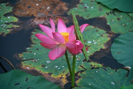 Photo for Beautiful lotus in the pond, North China - Royalty Free Image