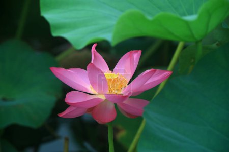 Téléchargez les photos : Beau lotus dans l'étang, Chine du Nord - en image libre de droit