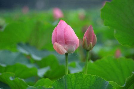 Foto de Hermoso loto en el estanque, norte de China - Imagen libre de derechos