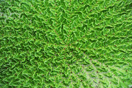 Foto de Planta acuática - hojas de Euryale en estanque, norte de China - Imagen libre de derechos
