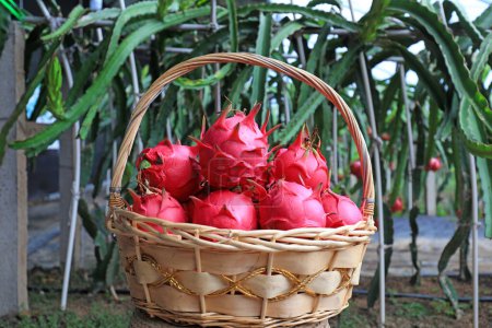 Photo for Pitaya in basket in greenhouse, North China - Royalty Free Image