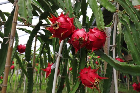 Foto de Pitaya gigante en invernadero, norte de China - Imagen libre de derechos