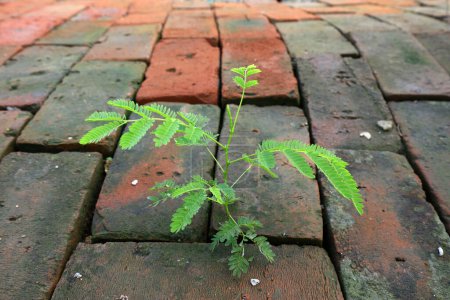 Albizzia seedlings growing in crevices of brick, North China