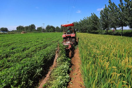 Foto de CONDADO DE LUANNAN, provincia de Hebei, China - 27 de agosto de 2020: Los agricultores están cosechando cacahuetes en los campos - Imagen libre de derechos