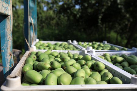 Photo for Baskets of soft jujube and kiwifruit are in the carriage - Royalty Free Image