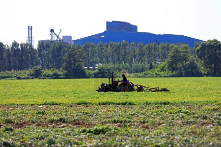 Téléchargez les photos : COMTÉ DE LUANNAN, province du Hebei, Chine - 9 septembre 2020 : Les agriculteurs utilisent des machines pour récolter des arachides dans les champs - en image libre de droit