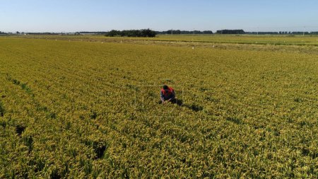 Photo for The technician is checking the growth of rice in a field - Royalty Free Image