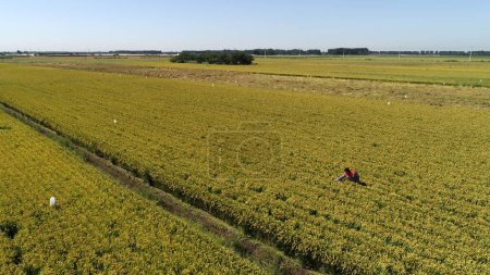 Photo for The technician is checking the growth of rice in a field - Royalty Free Image