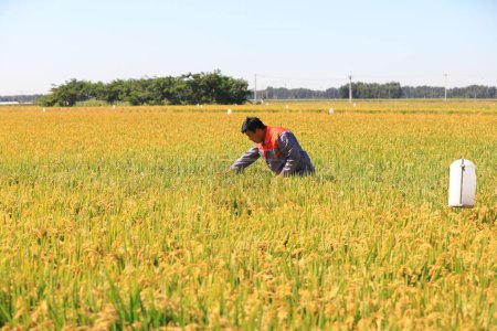 Photo for LUANNAN COUNTY, Hebei Province, China - September 9, 2020: The technician is checking the growth of rice in a field - Royalty Free Image