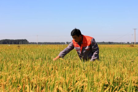 Foto de CONDADO DE LUANNAN, provincia de Hebei, China - 9 de septiembre de 2020: El técnico está comprobando el crecimiento del arroz en un campo - Imagen libre de derechos