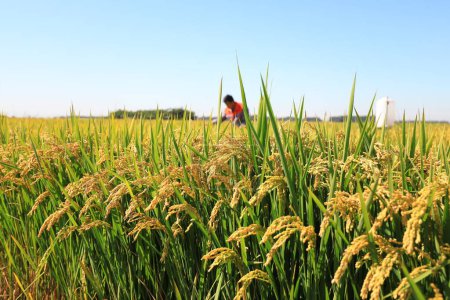 Foto de CONDADO DE LUANNAN, provincia de Hebei, China - 9 de septiembre de 2020: El técnico está comprobando el crecimiento del arroz en un campo - Imagen libre de derechos