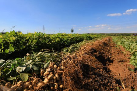 Téléchargez les photos : Séchage des arachides sur le terrain - en image libre de droit