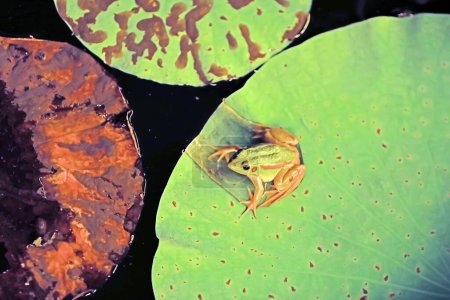 The frog is resting on the lotus leaf