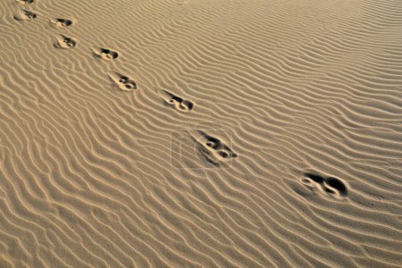 Téléchargez les photos : Empreintes de pas sur la plage, gros plan de la photo - en image libre de droit