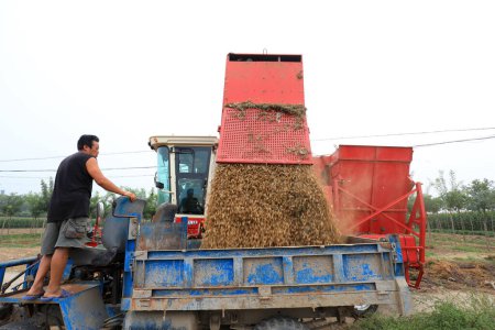 Foto de CONDADO DE LUANNAN, provincia de Hebei, China - 14 de septiembre: Los agricultores explotan cosechadoras de cacahuetes para verter cacahuetes en los campos - Imagen libre de derechos