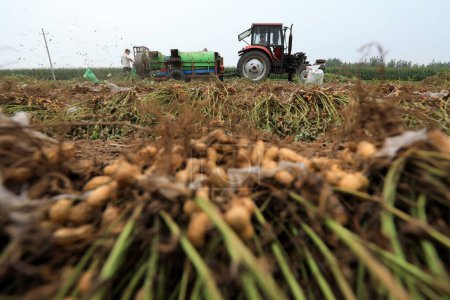 Téléchargez les photos : COMTÉ DE LUANNAN, province du Hebei, Chine - 14 septembre : Les agriculteurs poussent les cueilleurs d'arachides à récolter des arachides dans les champs - en image libre de droit
