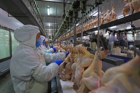 Foto de CONDADO DE LUANNAN, provincia de Hebei, China - 14 de septiembre: Los trabajadores están ocupados en la fábrica en la línea de producción de segmentación de pollo - Imagen libre de derechos