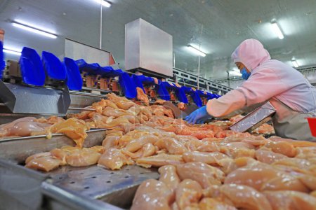 Photo for LUANNAN COUNTY, Hebei Province, China - September 14: The workers are busy in the factory on the production line of chicken segmentation - Royalty Free Image