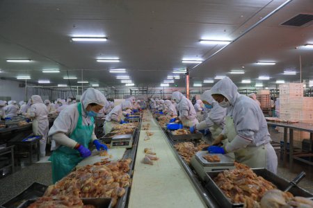 Photo for LUANNAN COUNTY, Hebei Province, China - September 14: The workers are busy in the factory on the production line of chicken segmentation - Royalty Free Image