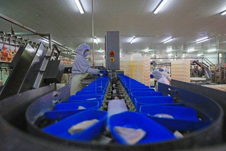 Téléchargez les photos : COMTÉ DE LUANNAN, province du Hebei, Chine - 14 septembre : Les travailleurs sont occupés dans l'usine sur la ligne de production de segmentation du poulet - en image libre de droit