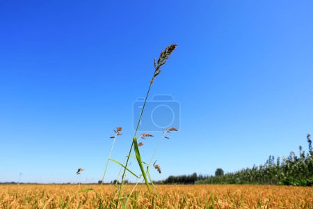 Photo for Barnyardgrass in paddy field, North China Plain - Royalty Free Image