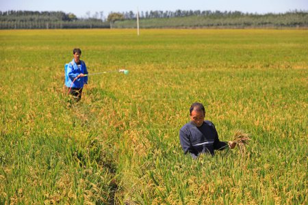 Foto de CONDADO DE LUANNAN, provincia de Hebei, China - 16 de septiembre de 2020: los agricultores controlan el crecimiento de la oreja de arroz - Imagen libre de derechos