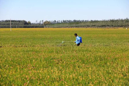 Téléchargez les photos : COMTÉ DE LUANNAN, province du Hebei, Chine - 16 septembre 2020 : Les agriculteurs pulvérisent des insecticides sur les rizières - en image libre de droit