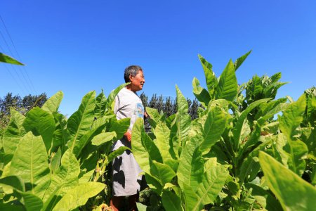 Photo for LUANNAN COUNTY, Hebei Province, China - September 16, 2020: Farmers protect tobacco in farmland, North China Plain - Royalty Free Image