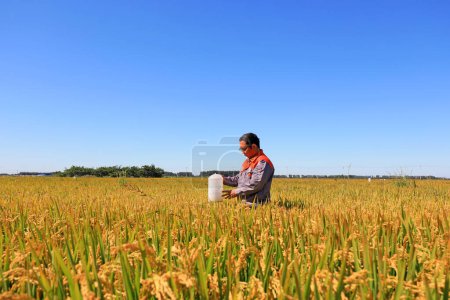 Photo for LUANNAN COUNTY, Hebei Province, China - September 16, 2020: A technician is looking at the killing effect of an insect trap lamp in a rice field - Royalty Free Image