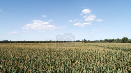 Photo for Corn in the field in the North China Plain, aerial photos - Royalty Free Image