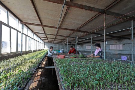 Téléchargez les photos : COMTÉ DE LUANNAN, Province du Hebei, Chine - 21 septembre 2020 : Le jardinier coupe. Les boutures de roses sont dans la pépinière - en image libre de droit