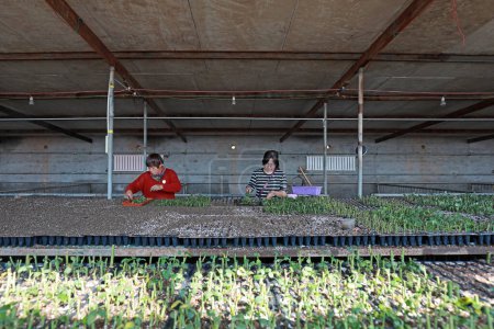 Téléchargez les photos : COMTÉ DE LUANNAN, Province du Hebei, Chine - 21 septembre 2020 : Le jardinier coupe. Les boutures de roses sont dans la pépinière - en image libre de droit
