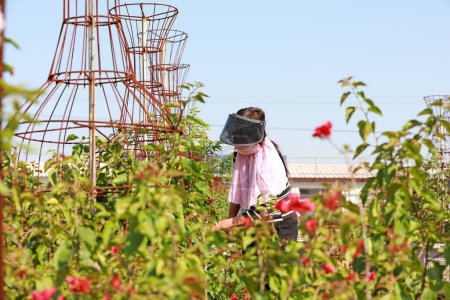 Téléchargez les photos : COMTÉ DE LUANNAN, Province du Hebei, Chine - 21 septembre 2020 : Le jardinier modélise le bonsaï de Bougainvillea dans la pépinière - en image libre de droit