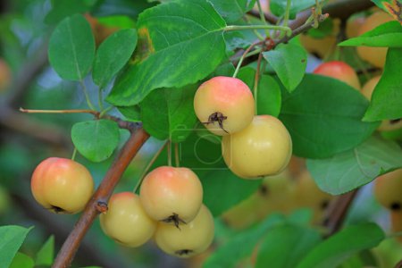 Téléchargez les photos : Fruits mûrs de Begonia sur la branche, Chine du Nord - en image libre de droit