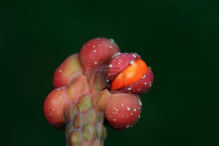 Foto de Semillas de magnolia en las ramas, norte de China - Imagen libre de derechos