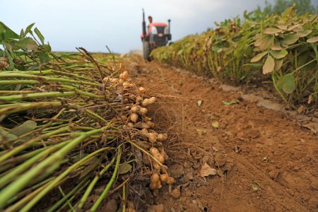 Téléchargez les photos : Les agriculteurs poussent les machines agricoles à récolter des arachides en Chine du Nord - en image libre de droit