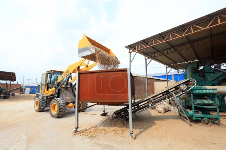 LUANNAN COUNTY, Hebei Province, China - September 23, 2020: Farmers drive forklifts to add peanuts to thresher