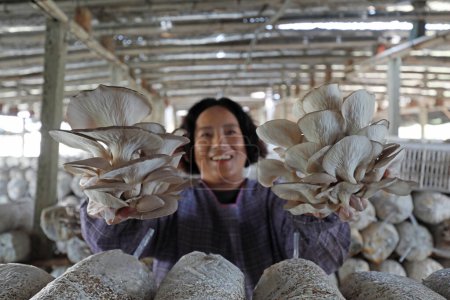 Téléchargez les photos : COMTÉ DE LUANNAN, province du Hebei, Chine - 29 septembre 2020 : Des agriculteurs cueillent et chargent des champignons frais dans des serres, en Chine du Nord - en image libre de droit