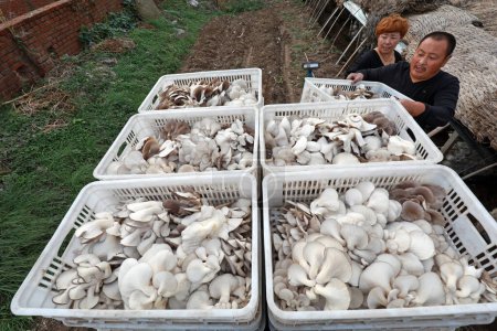Téléchargez les photos : COMTÉ DE LUANNAN, province du Hebei, Chine - 29 septembre 2020 : Des agriculteurs cueillent et chargent des champignons frais dans des serres, en Chine du Nord - en image libre de droit