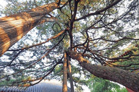 Foto de Remolcando árboles antiguos en templos, norte de China - Imagen libre de derechos