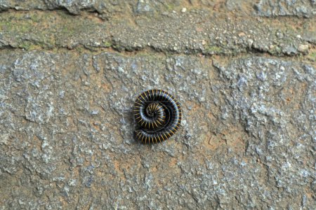Wild insect millipede crawls on rocks